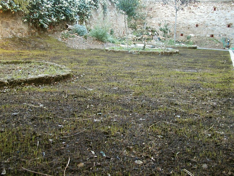 Il Laghetto del Centro di Entomologia - Piombino (LI)